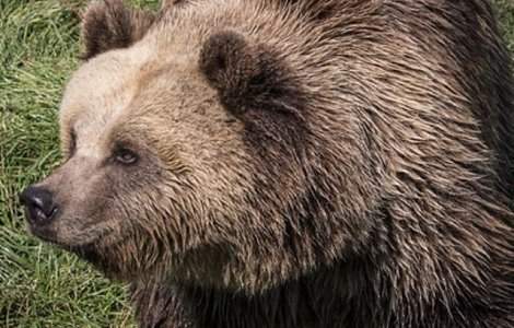 Doi turiști au fost atacați de urs în Munţii Călimani