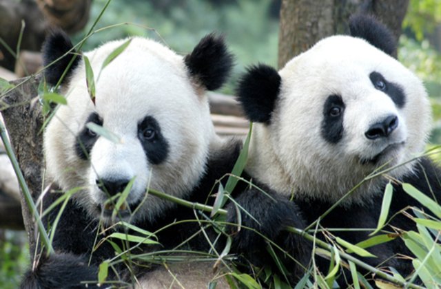 Dragoste &icirc;n vremea carantinei: Doi urşi panda s-au &icirc;mperecheat după 10 ani de &icirc;ncercări fără rezultat