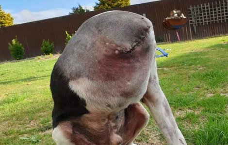 Tu poți să îți dai seama ce se întâmpla în această imagine?