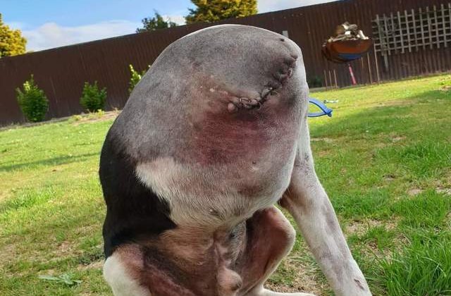 Tu poți să îți dai seama ce se întâmpla în această imagine?