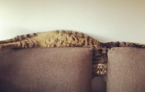  Top  10 lucruri pe care doar cei care au pisici le vor înțelege