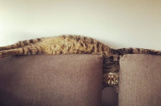 10 lucruri pe care doar cei care au pisici le vor înțelege