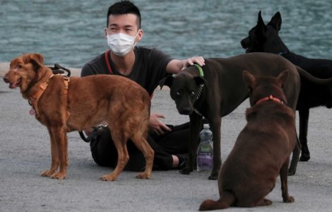 Consumul de carne de câine ar putea fi interzis în China