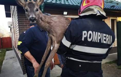 Un pui de căprioară care zăcea nemișcat a fost salavat de pompierii din Argeș