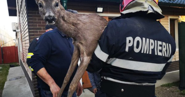 Un pui de căprioară care zăcea nemișcat a fost salavat de pompierii din Argeș