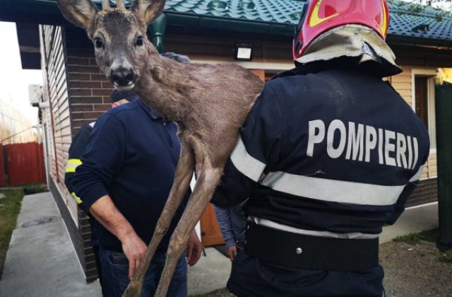 Un pui de căprioară care zăcea nemișcat a fost salavat de pompierii din Argeș