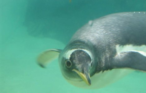 VIDEO: Costum de baie pentru un pinguin chel