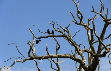 Numarul depresiilor si tentativelor de sinucideri a crescut in R.Moldova, de la declansarea crizei