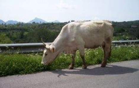 Laptele de vaca, daunator pentru copiii mai mici de un an