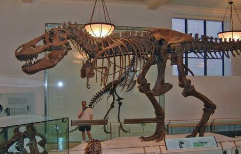 Licitatie: Schelet de Tyrannosaurus Rex vechi de 66 de milioane de ani