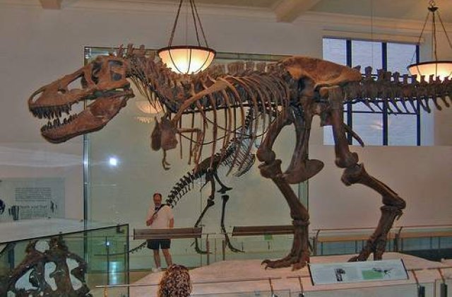 Licitatie: Schelet de Tyrannosaurus Rex vechi de 66 de milioane de ani