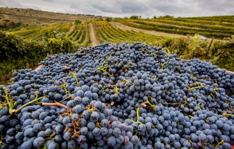 Platforma care te ajută să vizitezi crame viticole românești din confortul casei