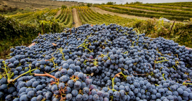 Platforma care te ajută să vizitezi crame viticole românești din confortul casei