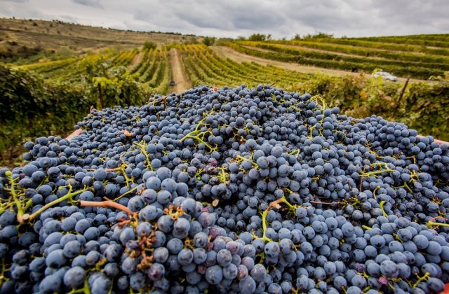 Platforma care te ajută să vizitezi cramele viticole românești din confortul propriei case