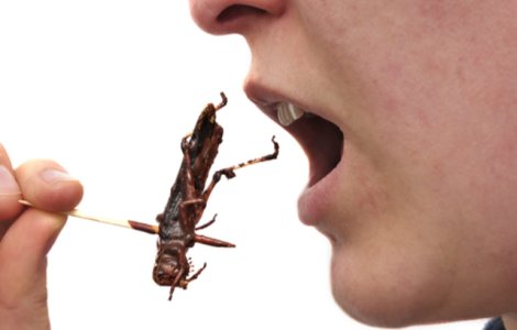 "Două chifteluțe cu lăcuste, vă rog." Insectele comestibile ar putea deveni legale și în Europa