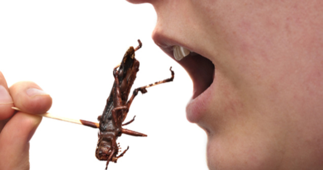 Insectele comestibile ar putea deveni legale și în Europa