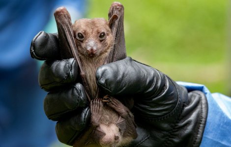 Savanții au descoperit ȘASE noi tipuri de coronavirus în colonii de lilieci