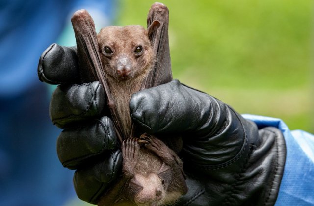 Savanții au descoperit ȘASE noi tipuri de coronavirus în colonii de lilieci