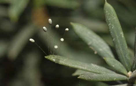 Floarea care infloreste o data la 3000 de ani