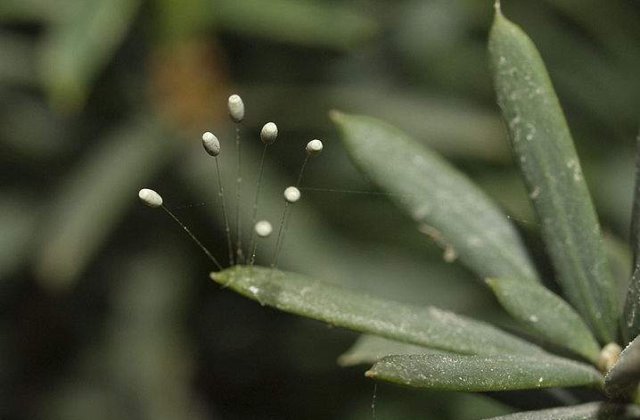 Floarea care infloreste o data la 3000 de ani