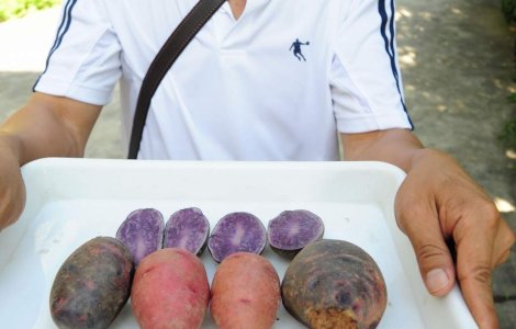 Cartofii colorati: Bon appetit !