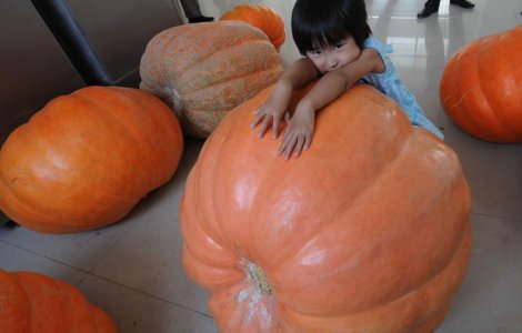 Dovleci gigantici in China