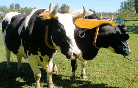 National Geographic recomanda o plimbare intr-o caruta romaneasca trasa cu boi