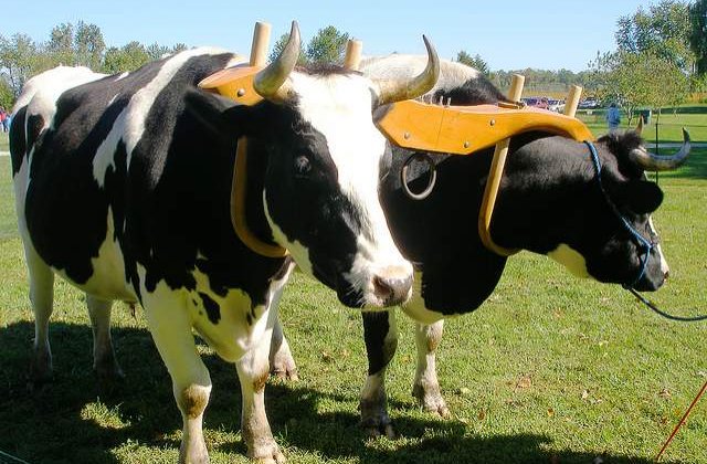 National Geographic recomanda o plimbare intr-o caruta romaneasca trasa cu boi