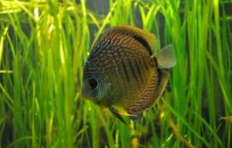 Simt sau nu pestii durerea?