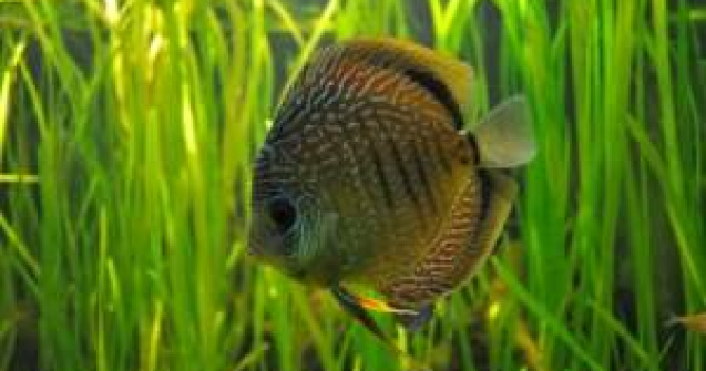 Simt sau nu pestii durerea?