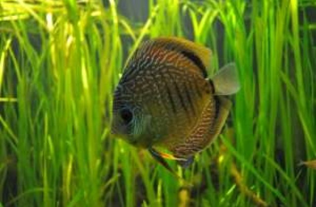 Simt sau nu pestii durerea?