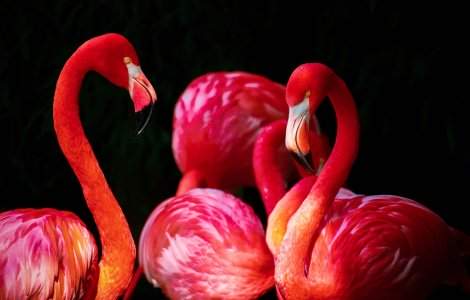 Specialiștii explică de ce păsările flamingo stau într-un picior