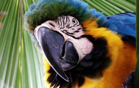 Si pasarile se bronzeaza