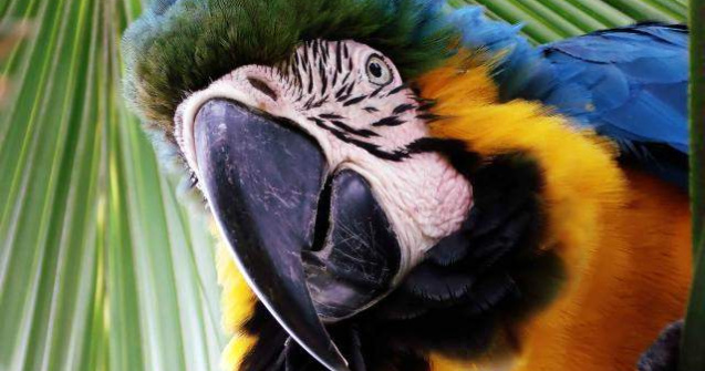 Si pasarile se bronzeaza