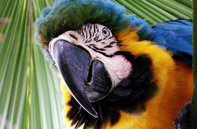 Si pasarile se bronzeaza