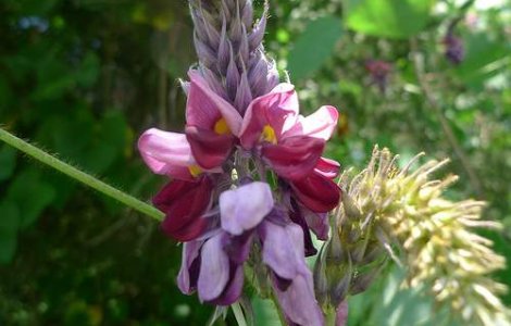 Planta care te scapa de tentatia lui Bachus