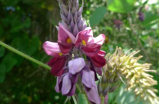 Planta care te scapa de tentatia lui Bachus