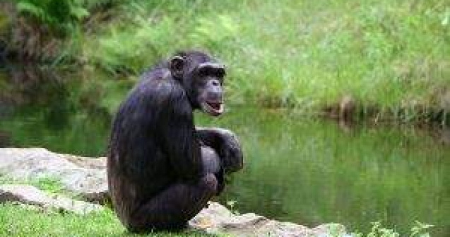 Studiu: Cimpanzeii poseda simtul echitatii ca si oamenii