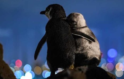 Doi pinguini văduvi se îmbrățișează în timp ce privesc luminile orașului