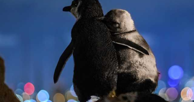 Doi pinguini văduvi se îmbrățișează în timp ce privesc luminile orașului