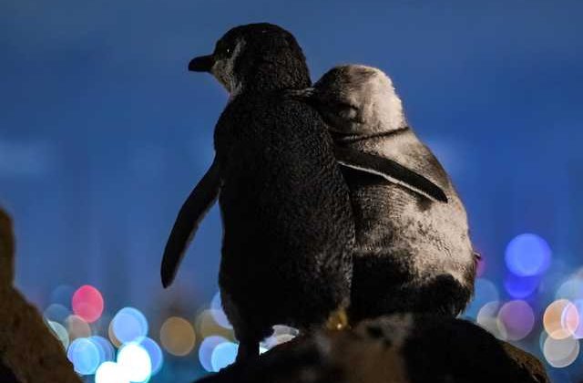 Dragostea învinge mereu! Doi pinguini văduvi se îmbrățișează în timp ce privesc luminile orașului