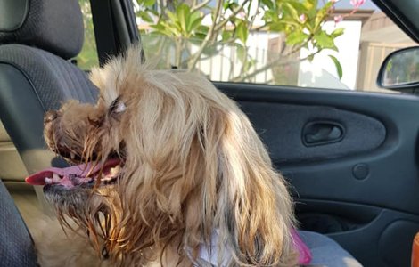 I-au dat lacrimile când a citit mesajul prins de zgarda unui câine abandonat