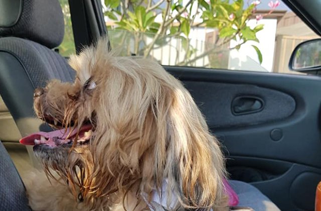 I-au dat lacrimile c&acirc;nd a citit mesajul prins de zgarda unui c&acirc;ine abandonat de stăp&acirc;ni