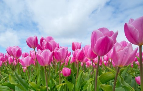 Au tăiat 80.000 de lalele pentru a îi proteja pe oameni de coronavirus