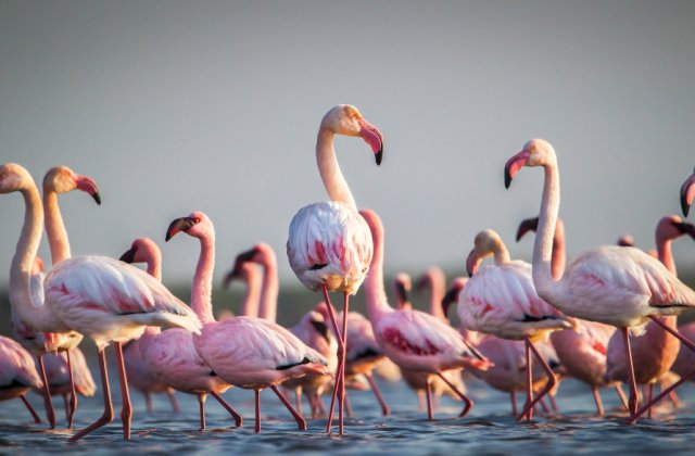 VIDEO Țara în care cerul a devenit ROZ! Păsările flamingo au invadat locul, după restricțiile Covid-19