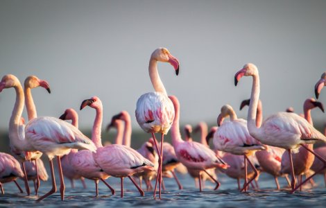 VIDEO Țara în care cerul a devenit ROZ! Păsările flamingo au invadat locul