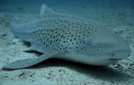 Barry White ajuta rechinii sa se imperecheze