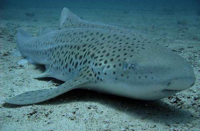 Barry White ajuta rechinii sa se imperecheze