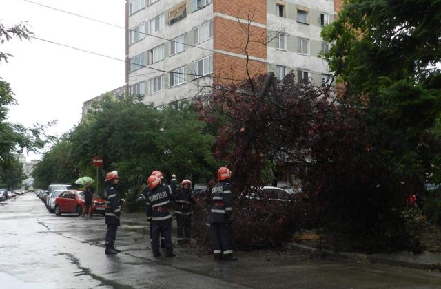 Un copac a cazut peste opt masini pe Soseaua Stefan cel Mare din Capitala