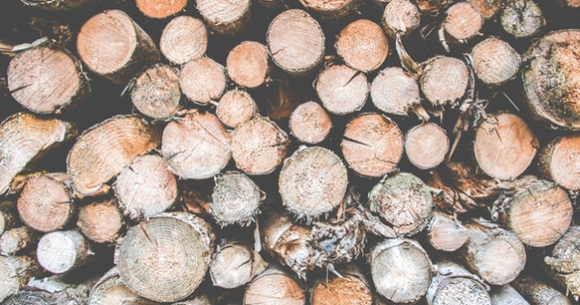 Suceava este în carantină, dar tăierile ilegale de lemne continuă